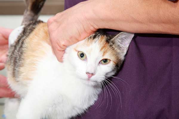Les complications principales  à la mise-bas chez la chatte sont l’infection post-partum, le prolapsus utérin et la mamite.