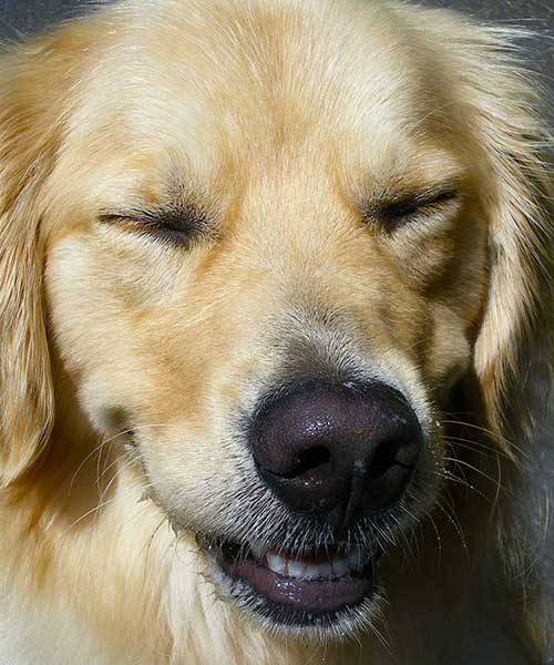 Reverse Sneezing du chien