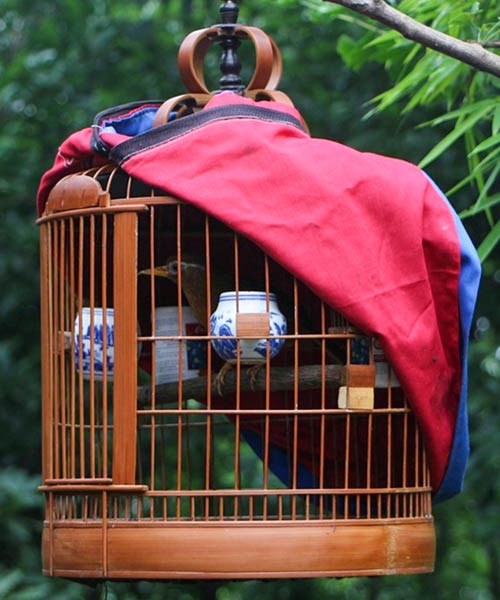 Comment transporter votre oiseau en urgence