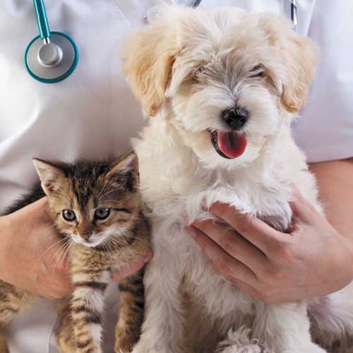 Nous avons à disposition une pharmacie bien provisionnée qui nous permet de délivrer immédiatement les médicaments nécessaires au traitement en urgence de votre animal.